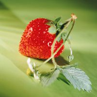 Schönheitsrezepte mit Erdbeeren