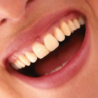Kabeljau-Eingeweide sollen Zähne pflegen