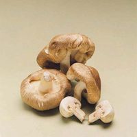 Hautreizungen durch Shiitake-Pilz